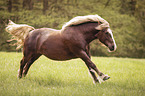galloping Black Forest Horse