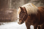 standing Black Forest Horse
