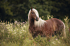 standing Black Forest Horse