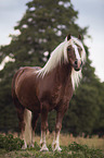 standing Black Forest Horse
