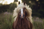 Black Forest Horse portrait
