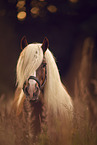 Black Forest Horse portrait