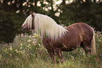 standing Black Forest Horse