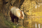 standing Black Forest Horse