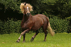 galloping Black Forest Horse