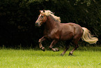 galloping Black Forest Horse