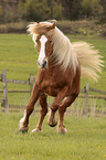 galloping Black Forest Horse