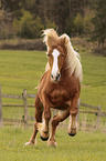 galloping Black Forest Horse