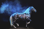 Black Forest Horse