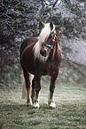 Black Forest Horse