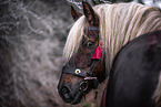 Black Forest Horse