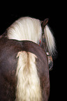 Black Forest Horse