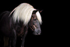 Black Forest Horse