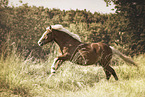 Black Forest Horse