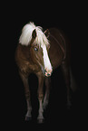 Black Forest Horse