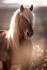Black forest horse