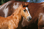 Black forest horse