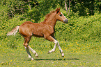 Black forest horse