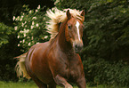 Black forest horse