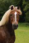 Black forest horse