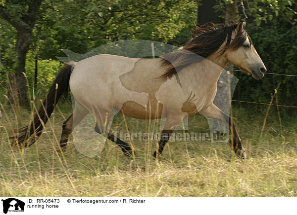 running horse / RR-05473