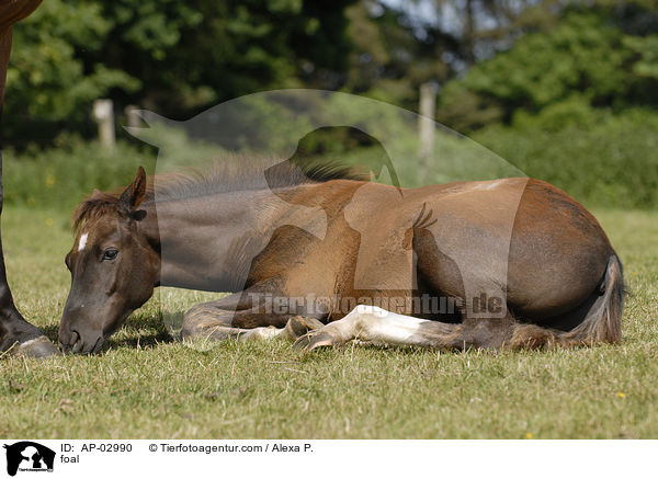 foal / AP-02990