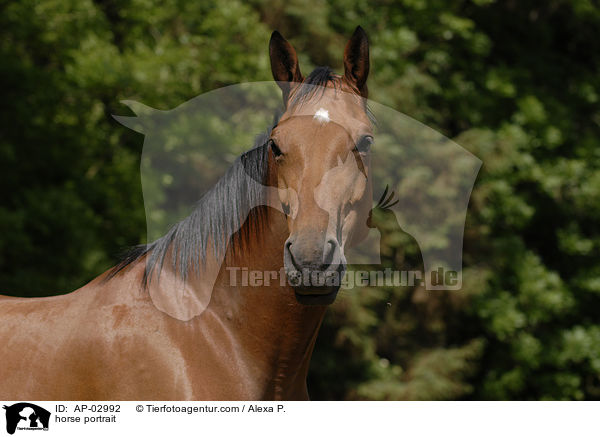 horse portrait / AP-02992