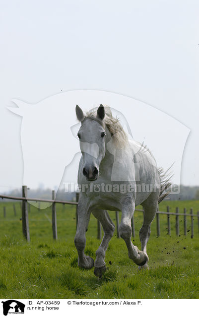 running horse / AP-03459
