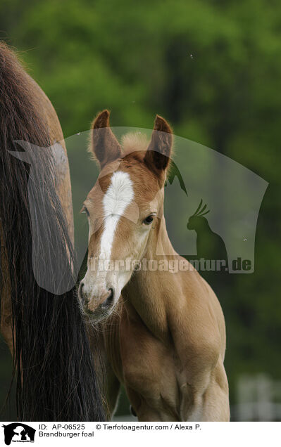 Brandburger foal / AP-06525
