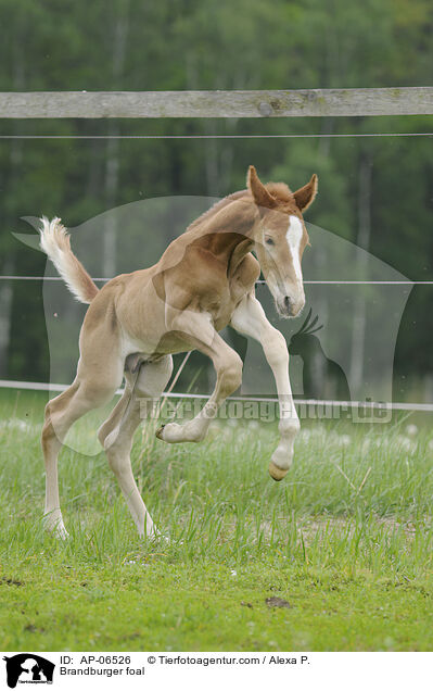 Brandburger foal / AP-06526