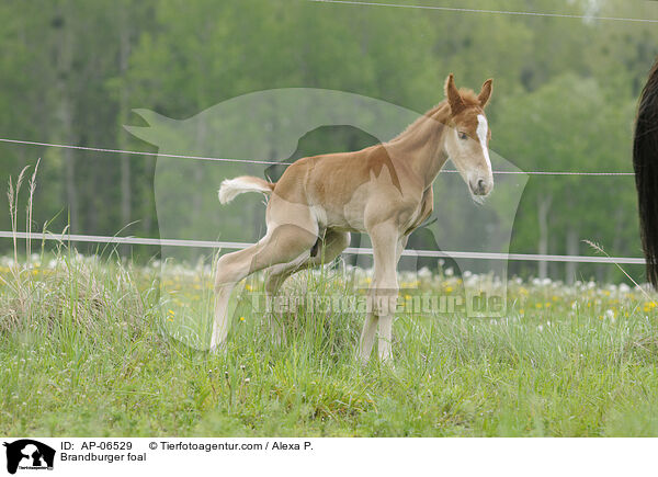 Brandenburger Fohlen / Brandburger foal / AP-06529
