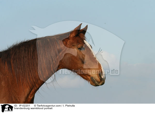brandenburg warmblood portrait / IP-02201