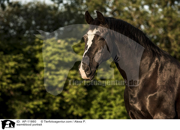 Brandenburger Portrait / warmblood portrait / AP-11860