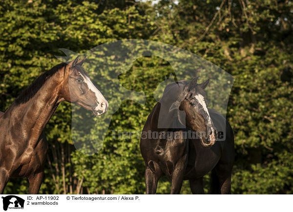 2 warmbloods / AP-11902