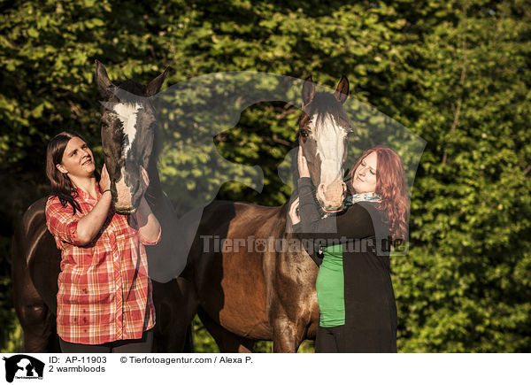 2 Warmblter / 2 warmbloods / AP-11903