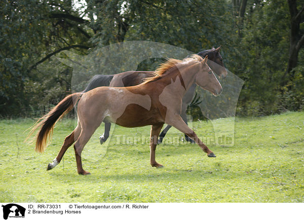 2 Brandenburg Horses / RR-73031