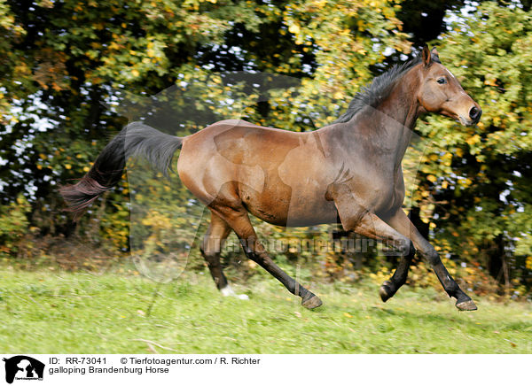 galoppierender Brandenburger / galloping Brandenburg Horse / RR-73041