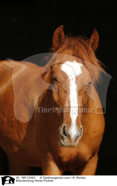 Brandenburger Portrait / Brandenburg Horse Portrait / RR-73062