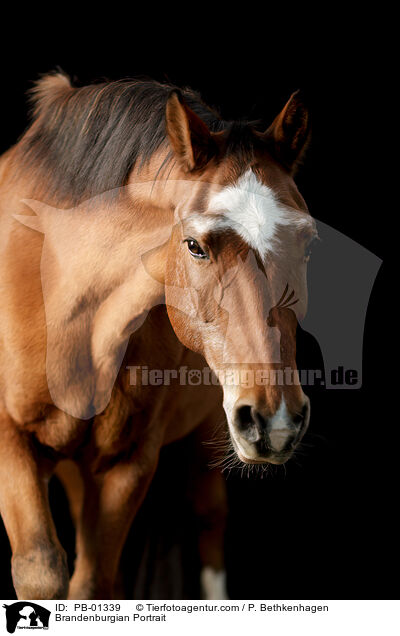 Brandenburger Portrait / Brandenburgian Portrait / PB-01339