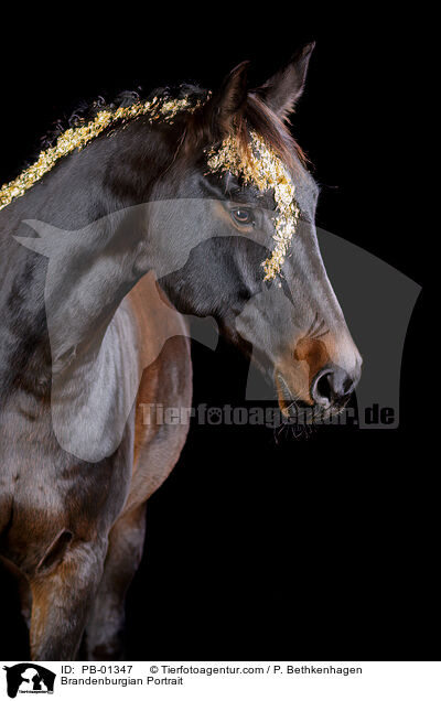 Brandenburgian Portrait / PB-01347