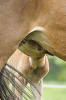 Brandburger horses