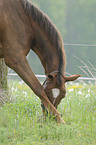 Brandburger horse