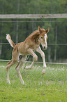 Brandburger foal
