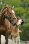 Brandburger horses