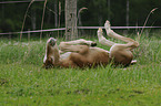 Brandburger foal