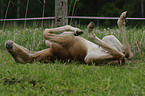 Brandburger foal