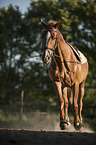 lunging a Brandenburg Horse