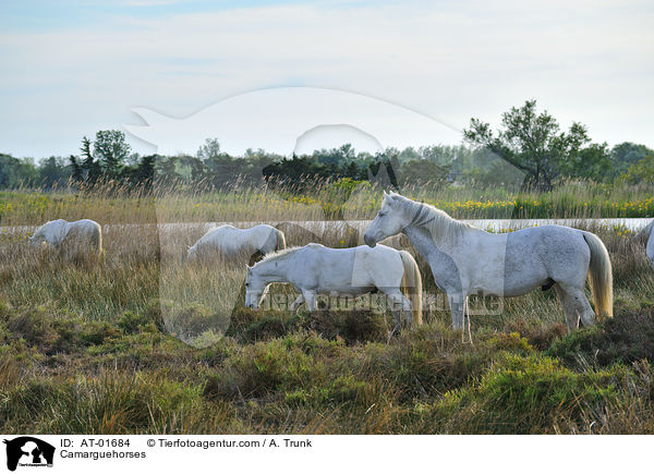 Camarguehorses / AT-01684