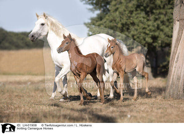 trabende Camargue-Pferde / trotting Camargue Horses / LH-01908