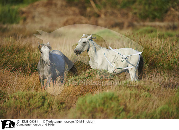 Camargue-horses and birds / DMS-09381